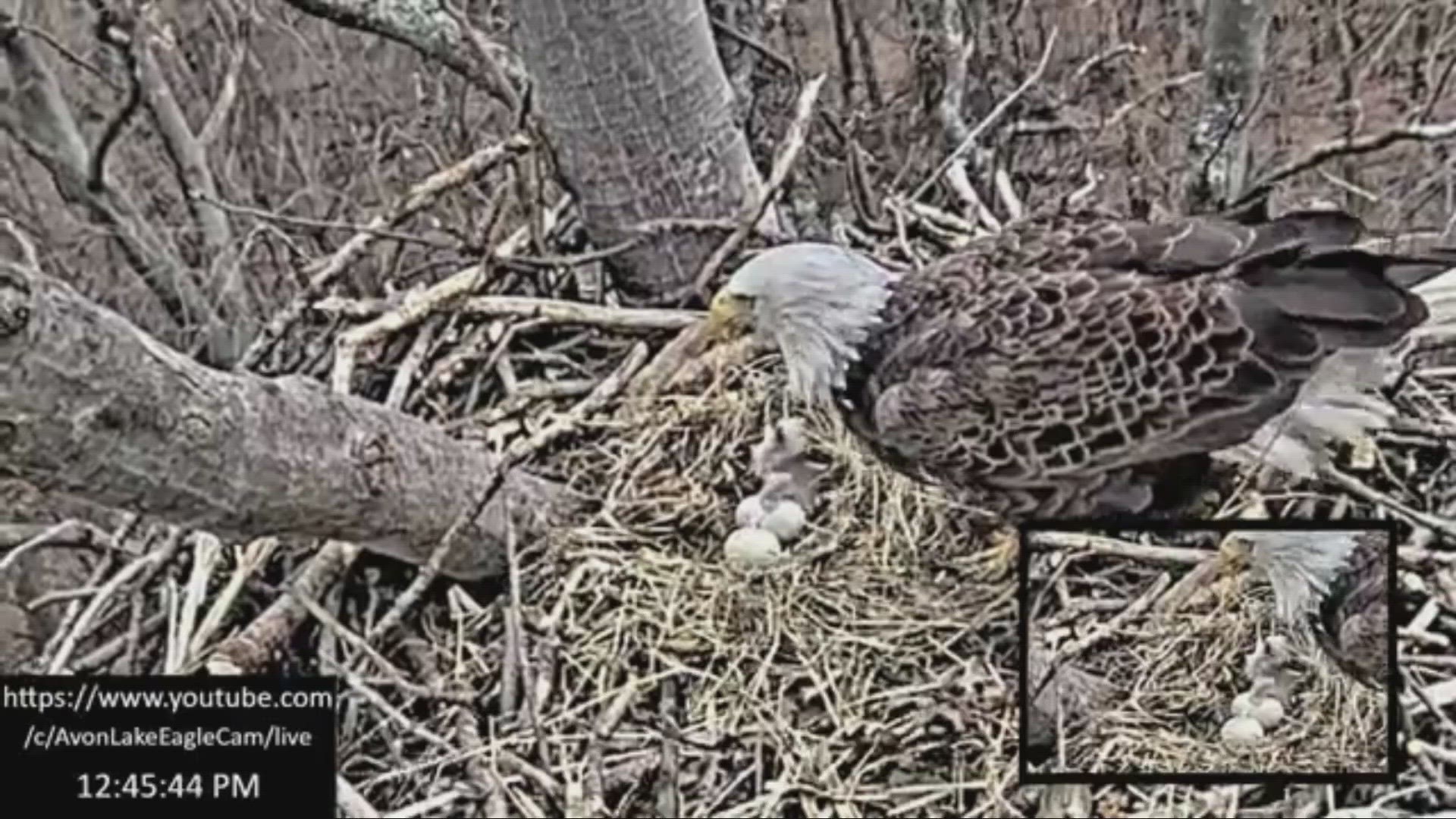 There’s a new baby eagle in Northeast Ohio inside the nest at Redwood Elementary School in Avon Lake.