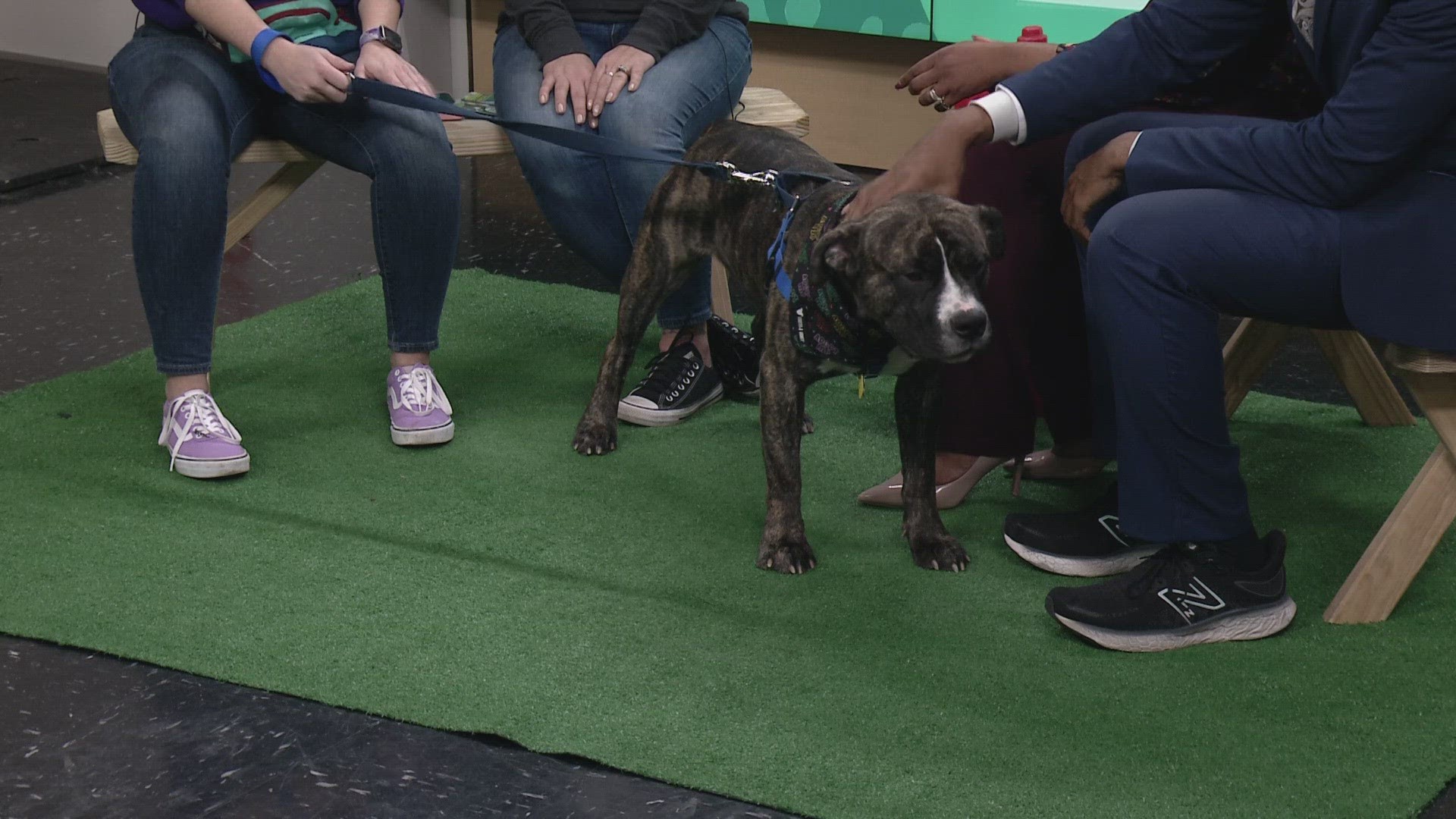 City Dogs Cleveland visited 3News on Sunday. Klondike is up for adoption from City Dogs Cleveland.