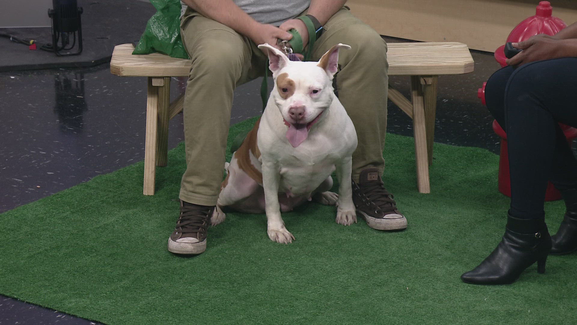 Jim Sebastian of the Humane Society of Summit County visits 3News: GO! for our weekly Pet of the Week segment featuring Peanut Butter Cup, a 3-year-old pitbull mix.