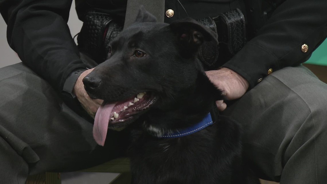 Ready Pet GO! Stark County Sheriff's Office shows off dog up for adoption