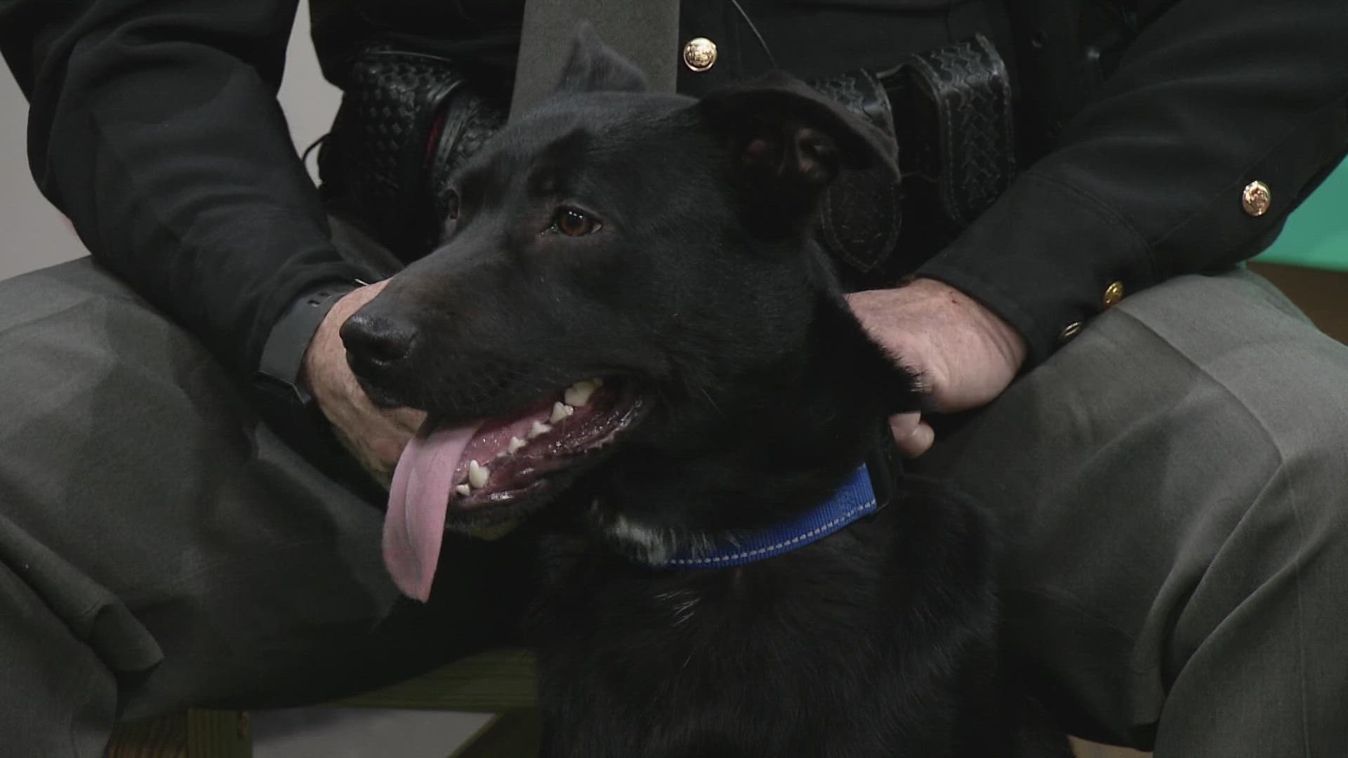 The Stark County Sheriff's Department joined 3News to bring in Ed, a dog that is looking to find a new home. Ed is a stray dog that is ready for adoption.