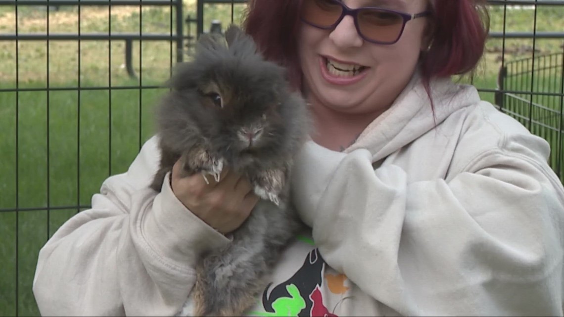 Unleashed Animal Rescue: Meet Jerry! - Vimarsana News