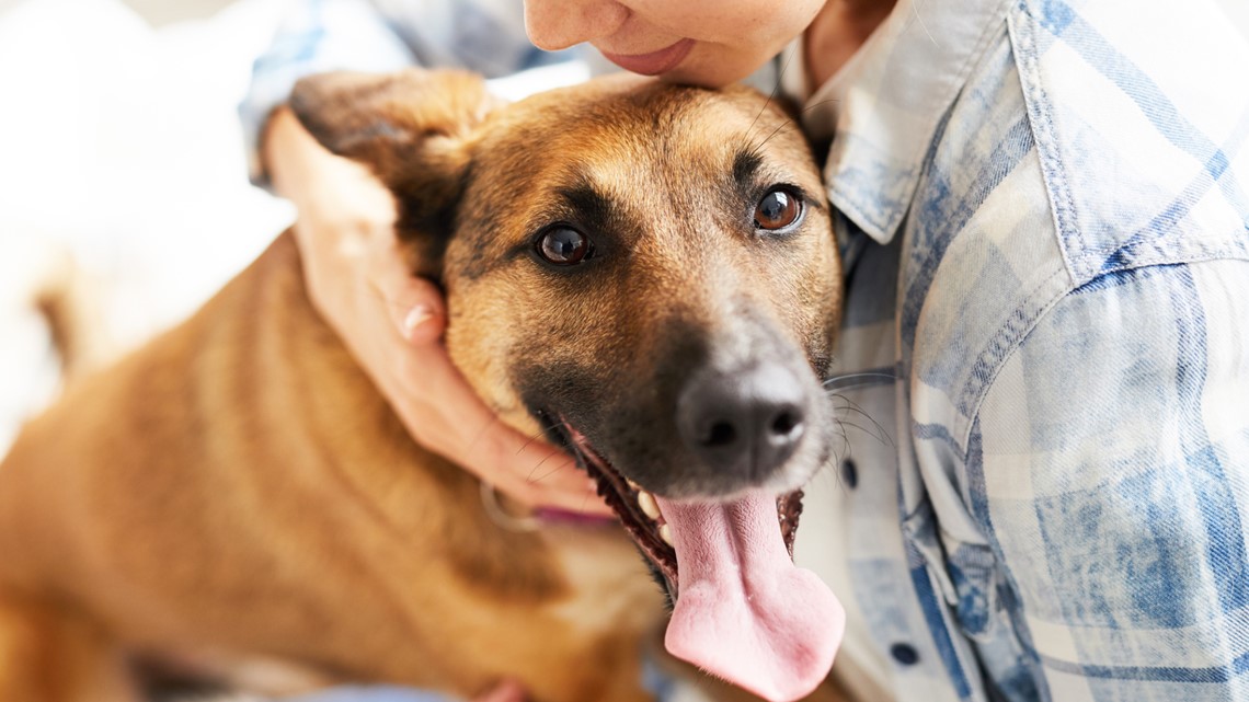 Aspca Holds National Adoption Weekend Beginning Friday Wkyc Com