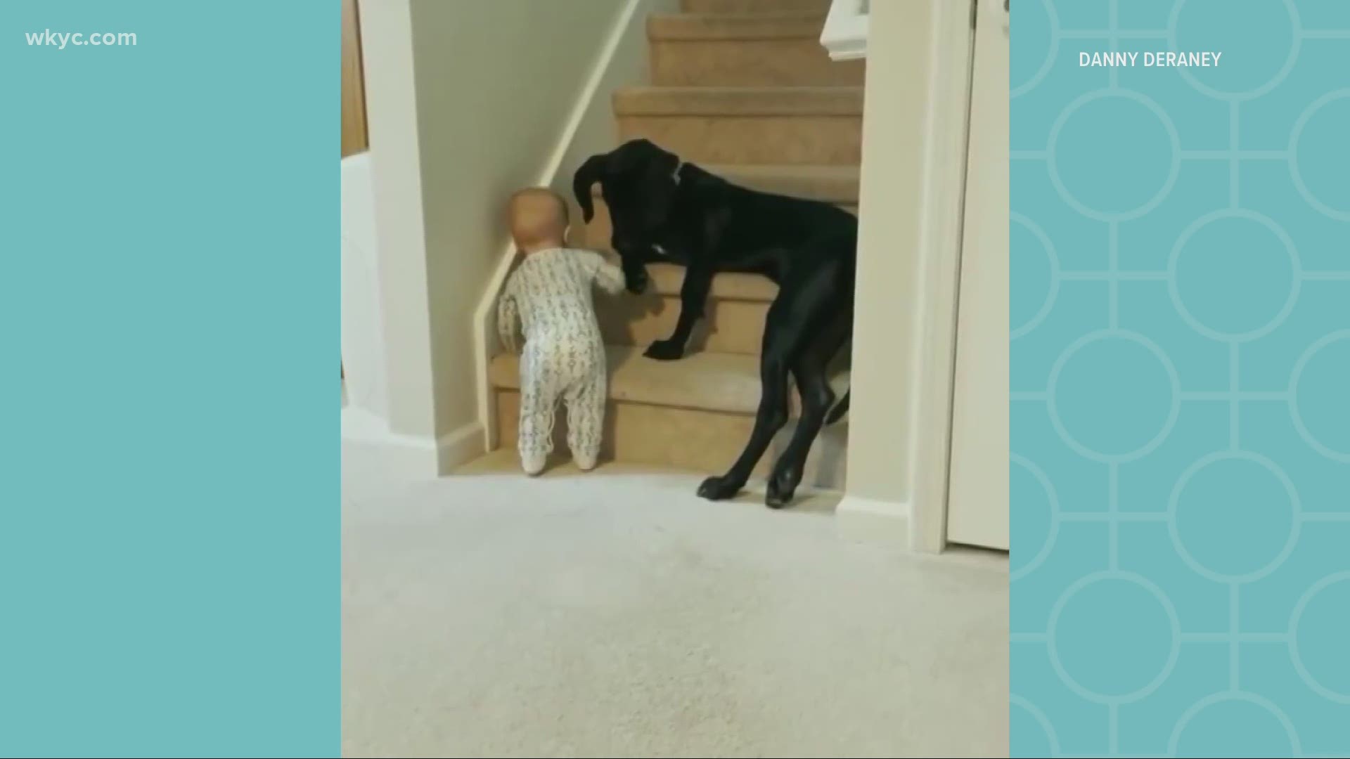 This dog is truly amazing as he blocks a toddler from climbing up the stairs.