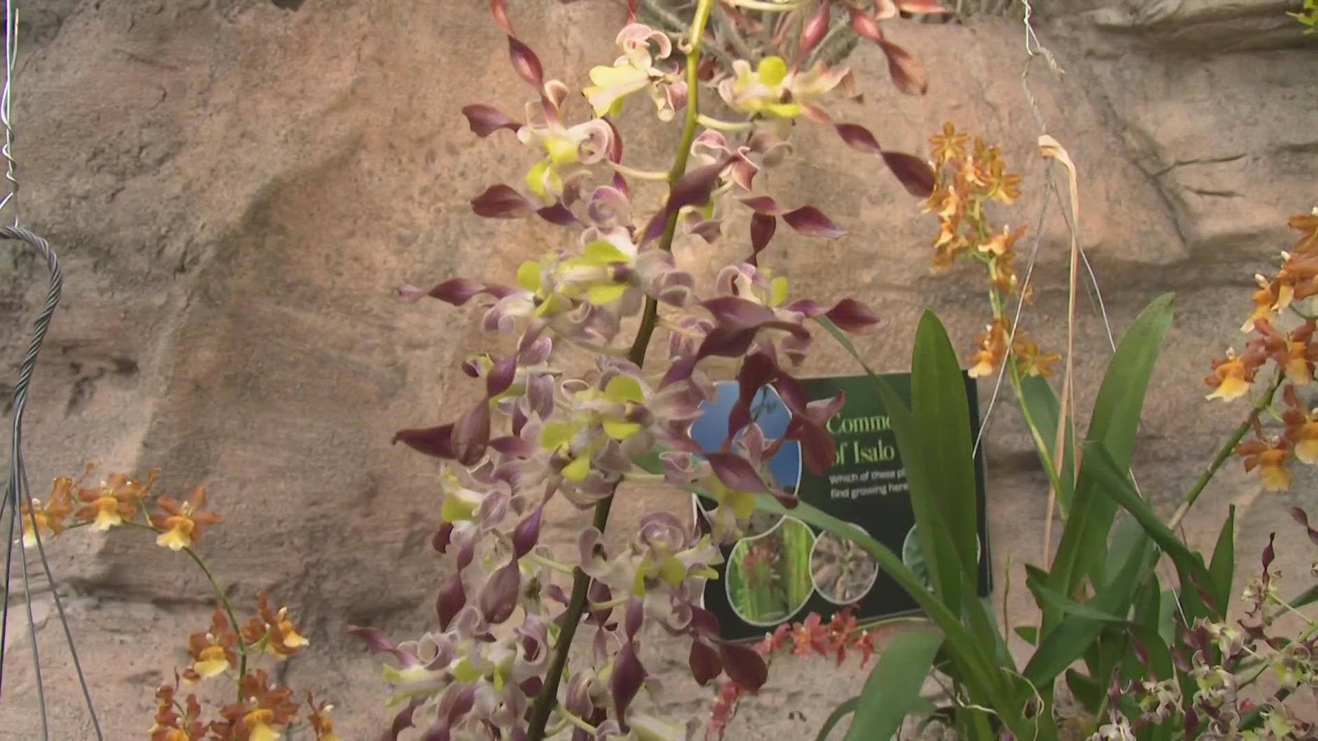 The display of over 100 different types of orchids, and 3,000 flowers will be open to the public from Saturday, Jan. 28, until Sunday, March 12.