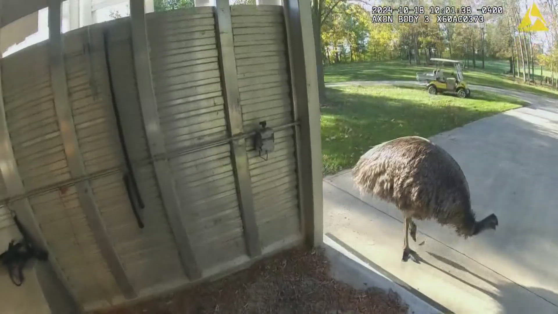 Body camera footage shows a deputy trying to lure the bird into an enclosed trailer using dog food, bird food and peanuts.