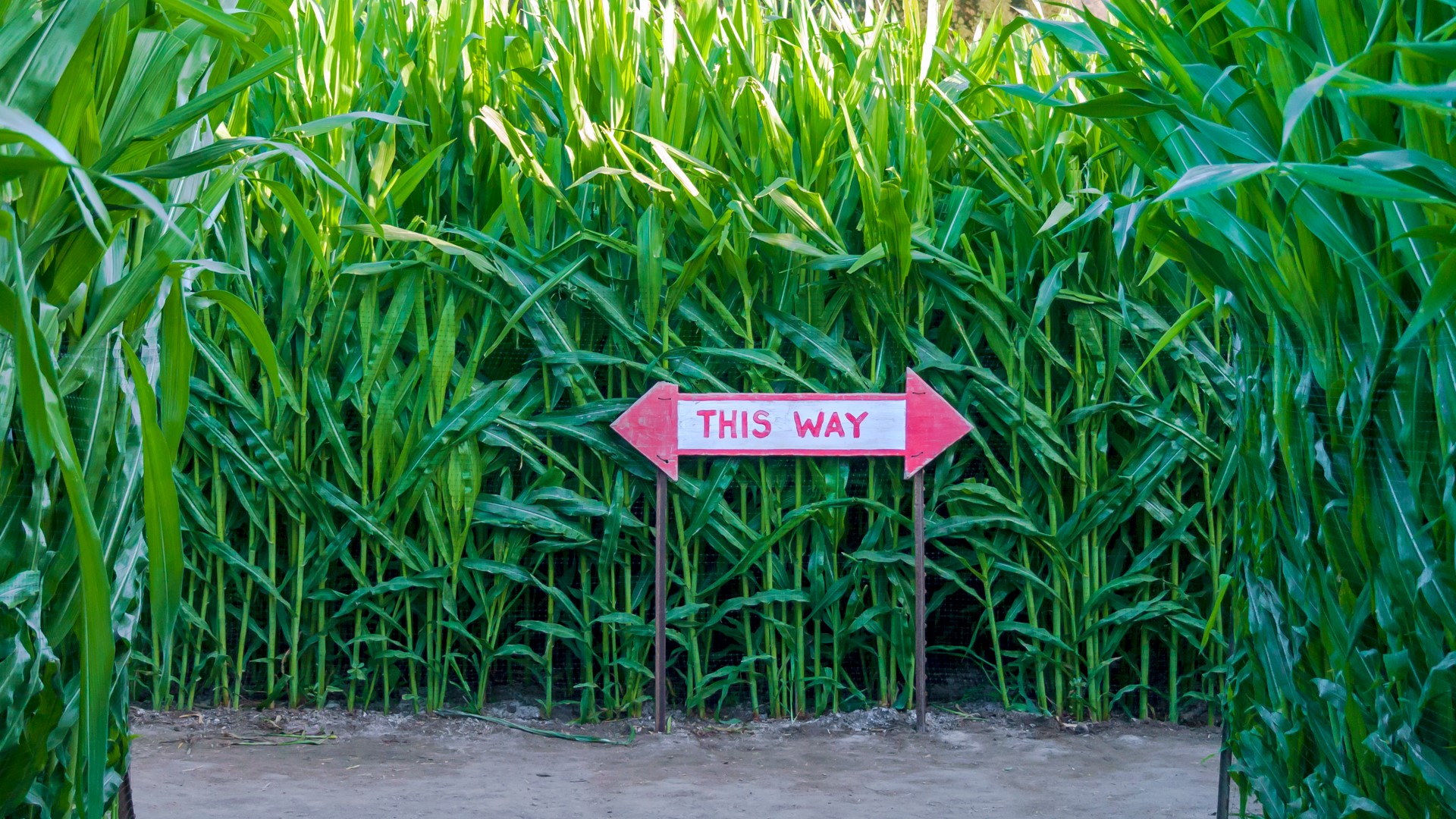Guide 15 corn mazes in Northeast Ohio
