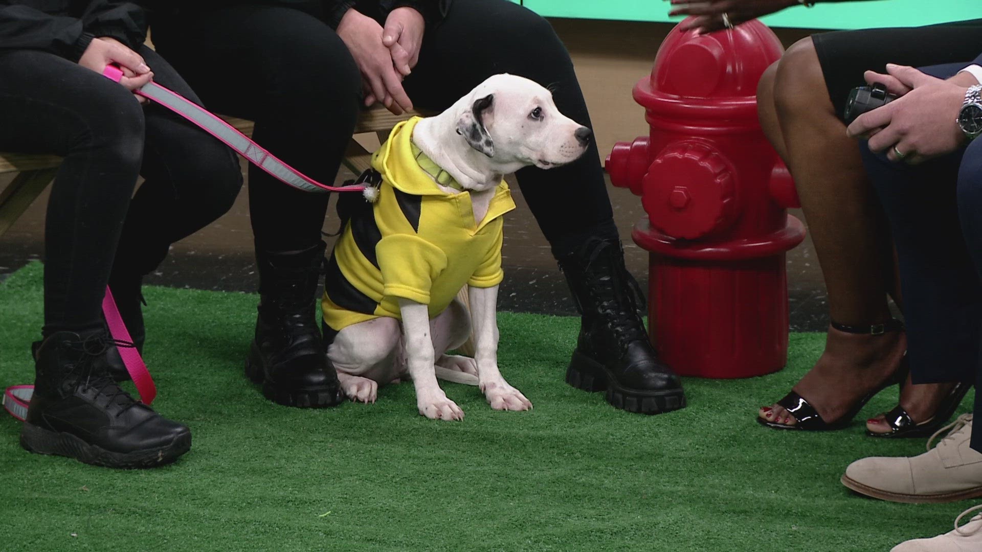 Meet Spot! Spot is up for adoption from the Summit County Animal Control.