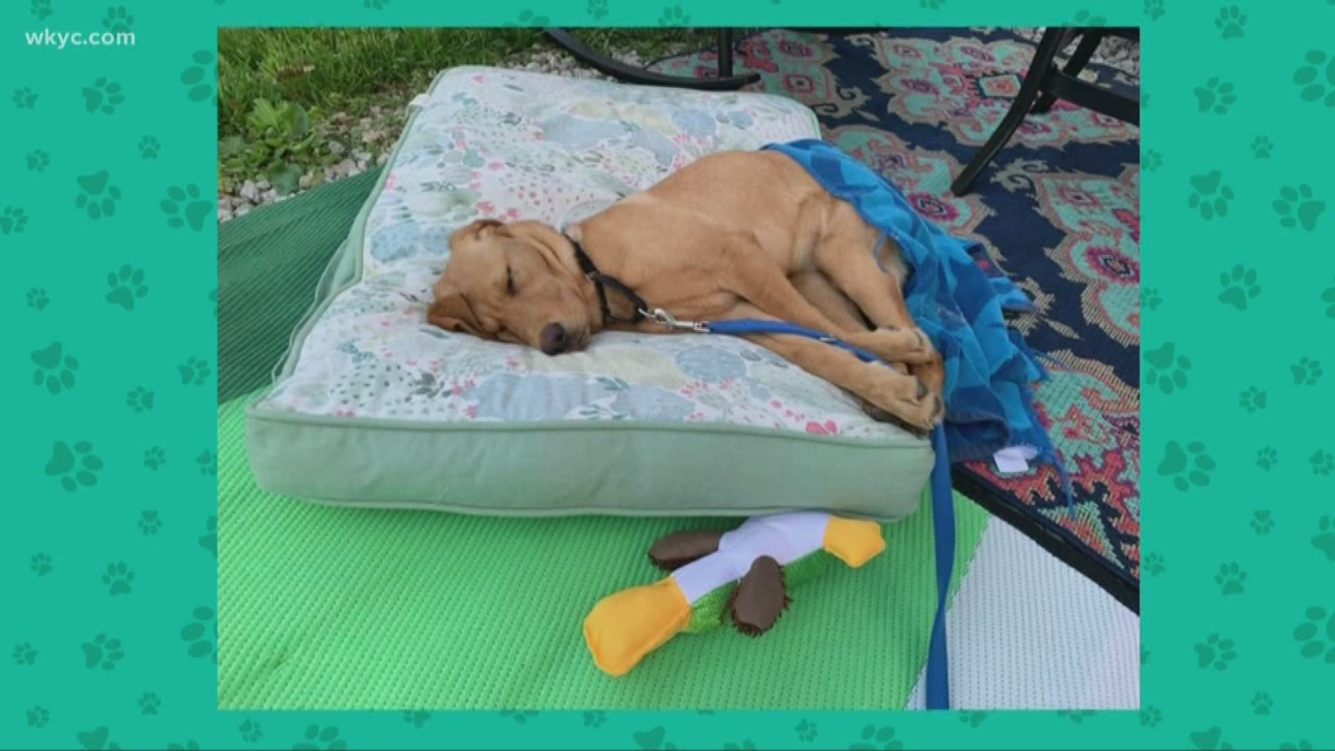 May 30, 2019: Roxy, our Wags 4 Warriors service dog-in-training experienced another first. Kayla DeLorenzo, Roxy’s handler, shared pictures of the pup’s first camping trip. Roxy went along with DeLorenzo and her family. She enjoyed exploring, hanging out by the campfire and long naps on her bed.
