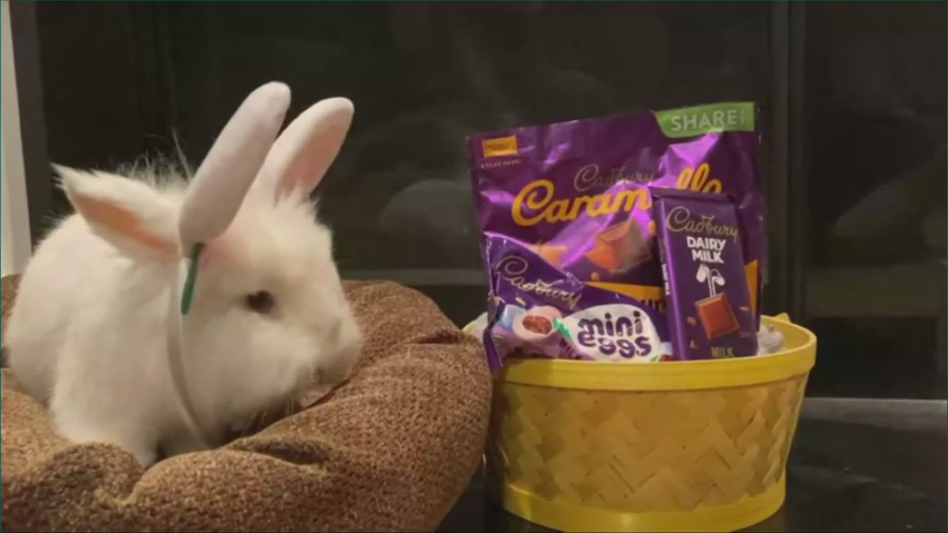 Ohio has been home to two of the last three Cadbury Bunny contest winners.