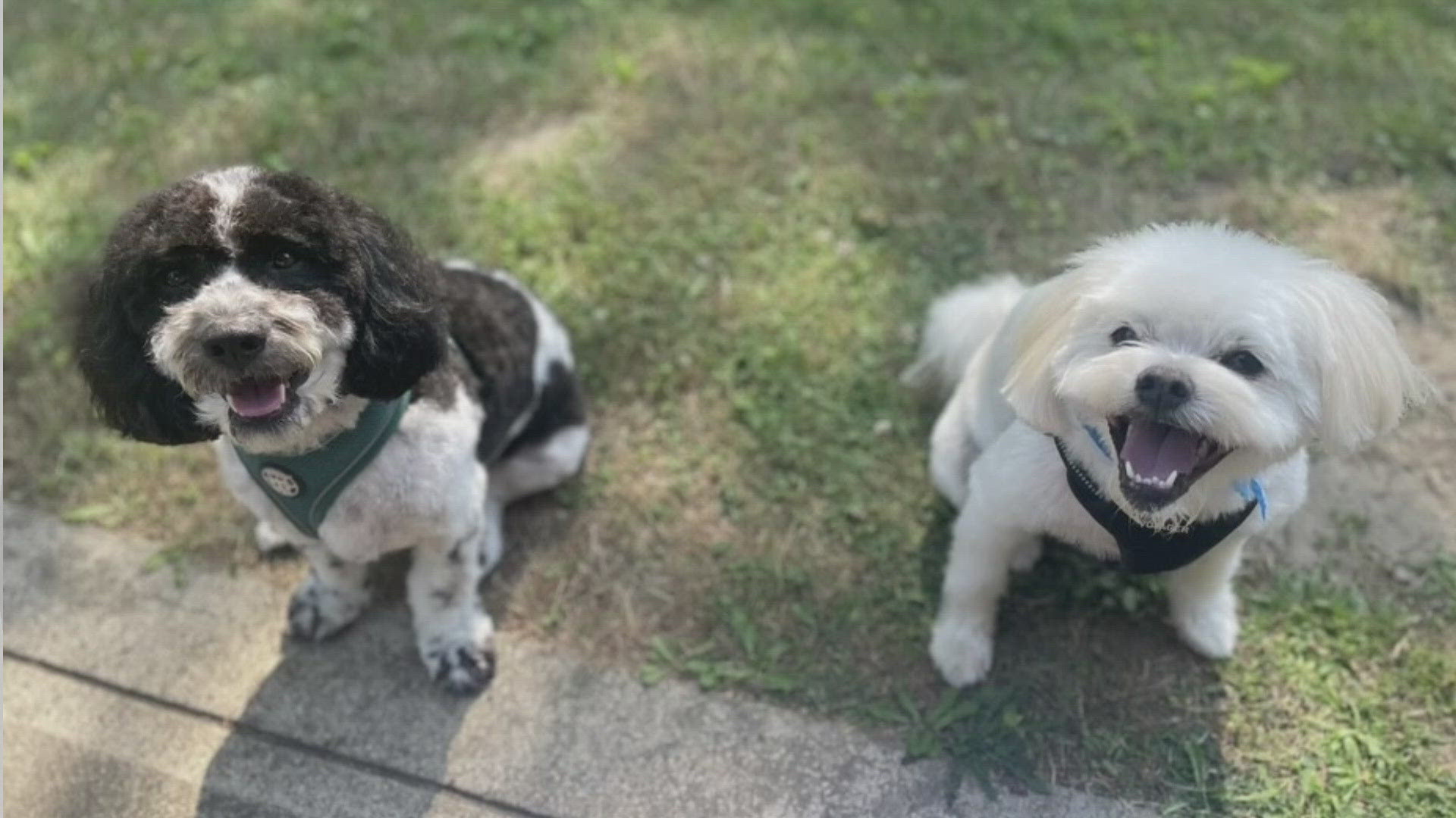 We're introducing you to Ozzy and Wally for this edition of Doggone Weather on Tuesday, September 17, 2024. Thanks to Maya from Medina for sending in the picture.