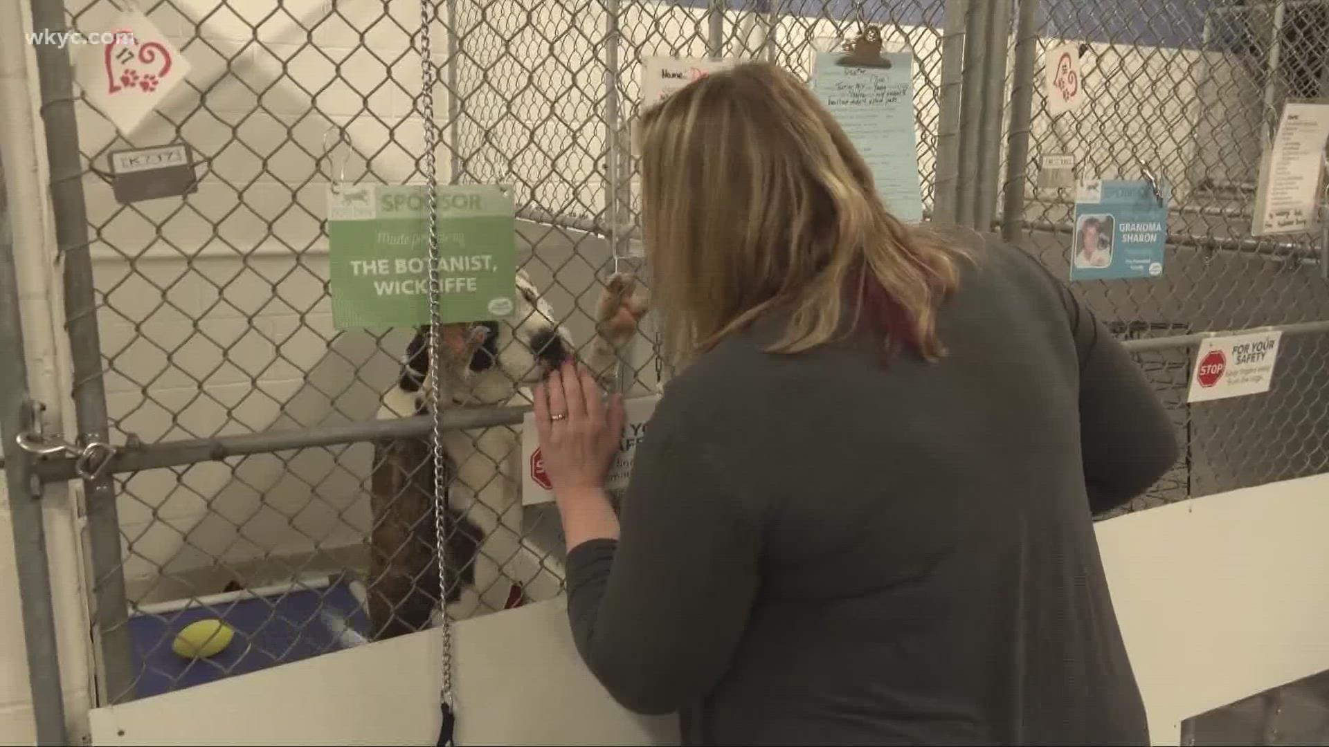 The humane society had to add an officer to investigate cases.  Brandon Simmons has the story