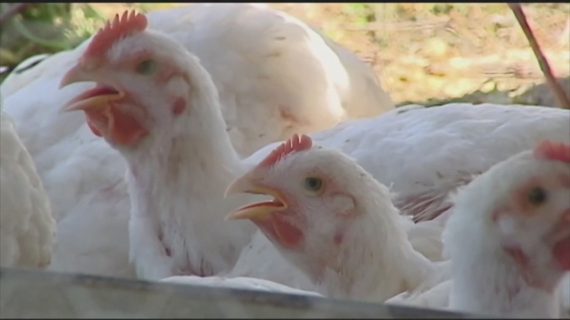 Ohio reports first human case of bird flu from Mercer County farmer - WKYC.com