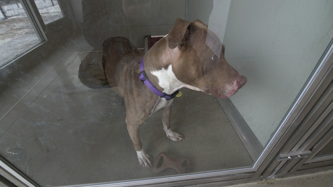 FIRST LOOK City of Cleveland opens new kennel