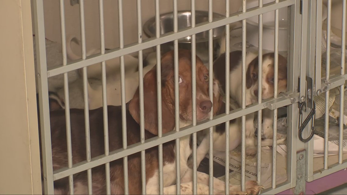 2 arrested after 82 dogs found living in 'deplorable' conditions on Richland County property