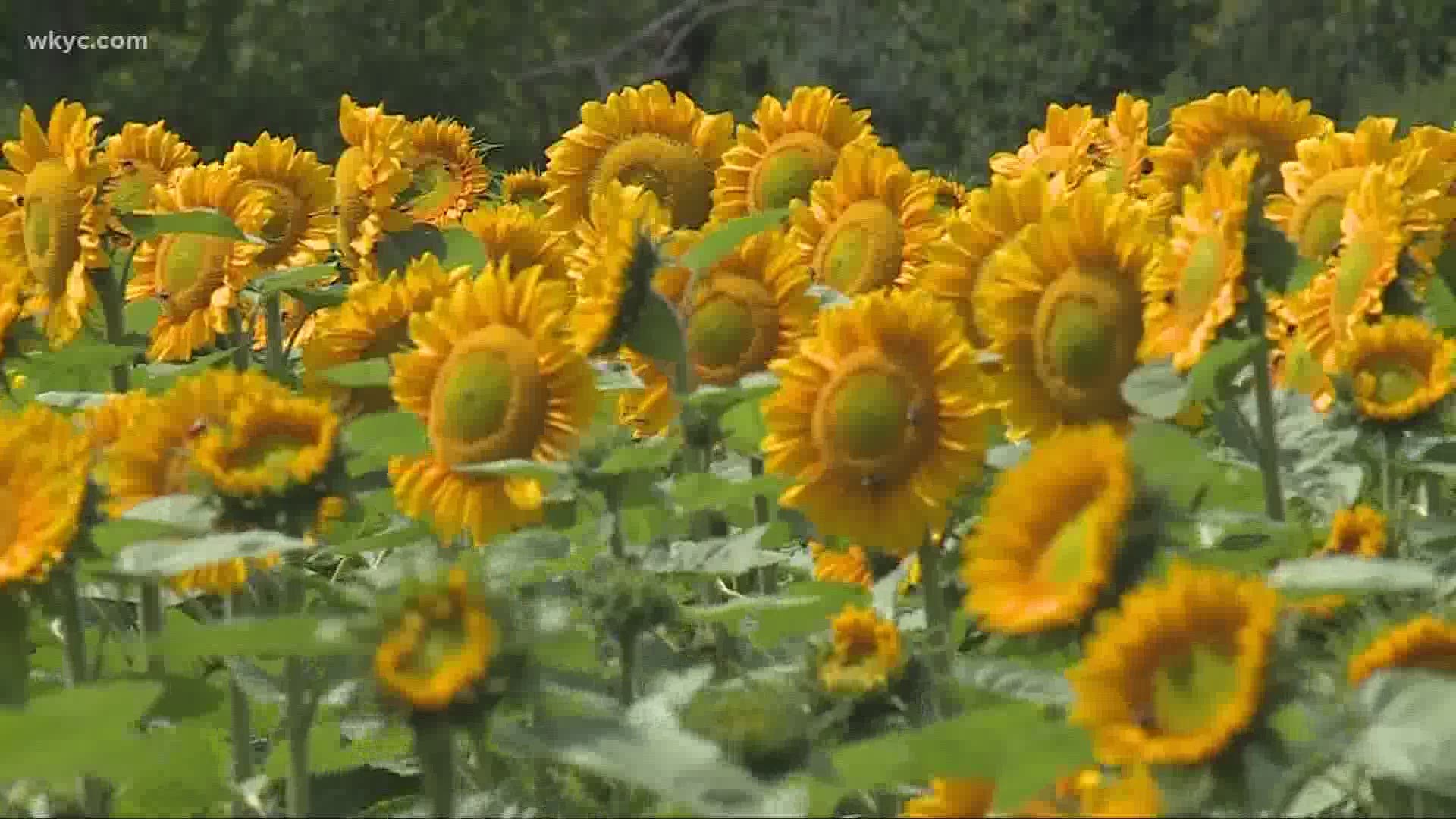 Sunflowers join other pick/harvest your own fruits and vegetables as farms adapt in difficult economy. Carl Bachtel headed out to Chesterland to see more.