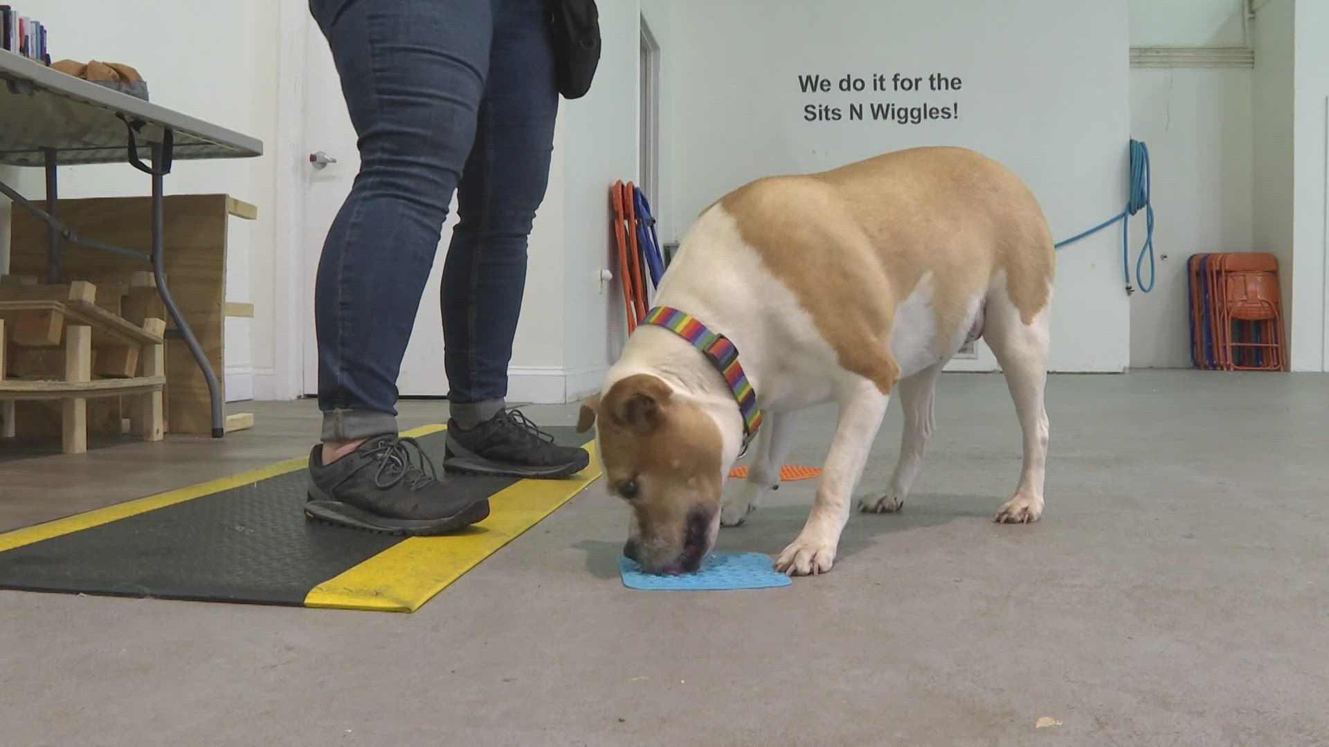 Clear the Shelters has officially came to a close. Now, 3News is looking at how long it will take a dog to adjust to a new home.