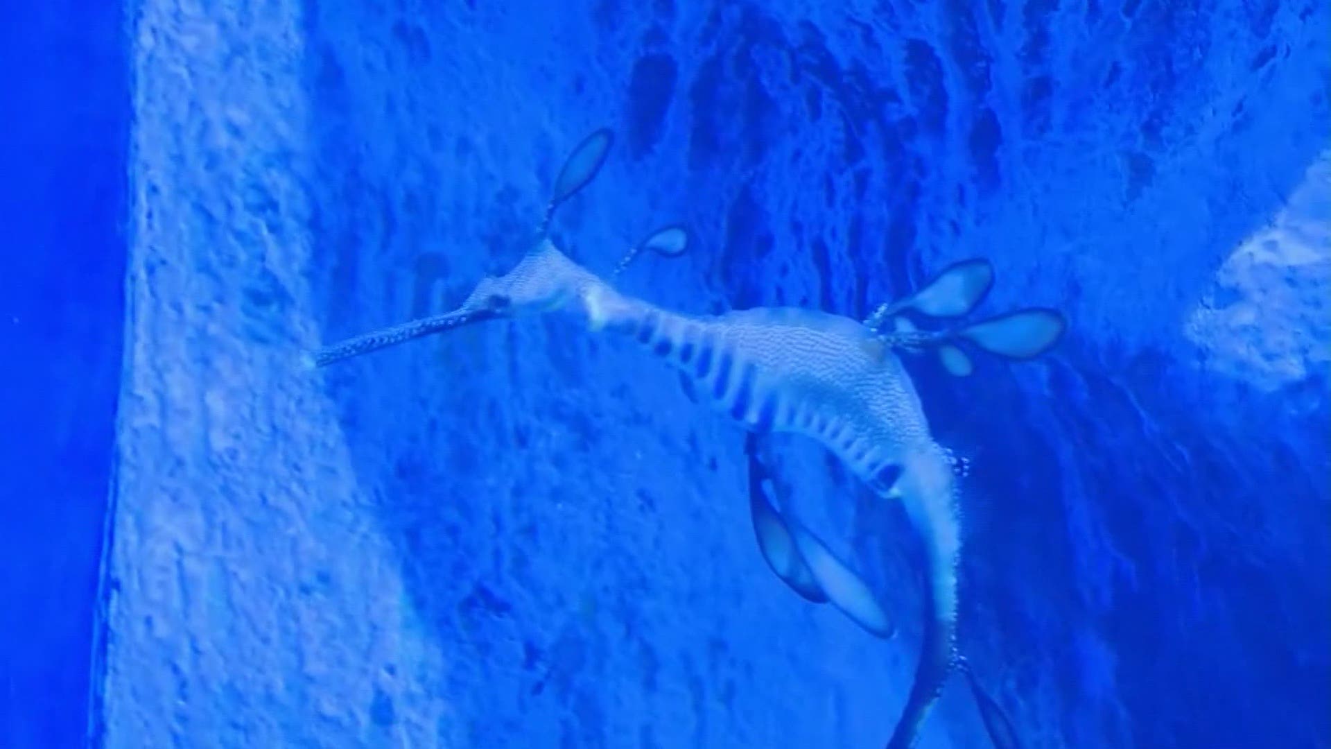 March 19, 2019: The Greater Cleveland Aquarium is the only attraction in Ohio where you can get an up-close look at the rare 'weedy sea dragons' in the new 'Industry & Habitat' exhibit.