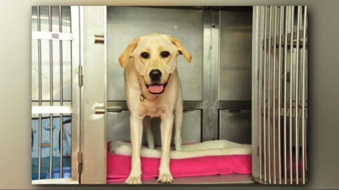 Adoption fees slashed as Cleveland city kennel fills up again