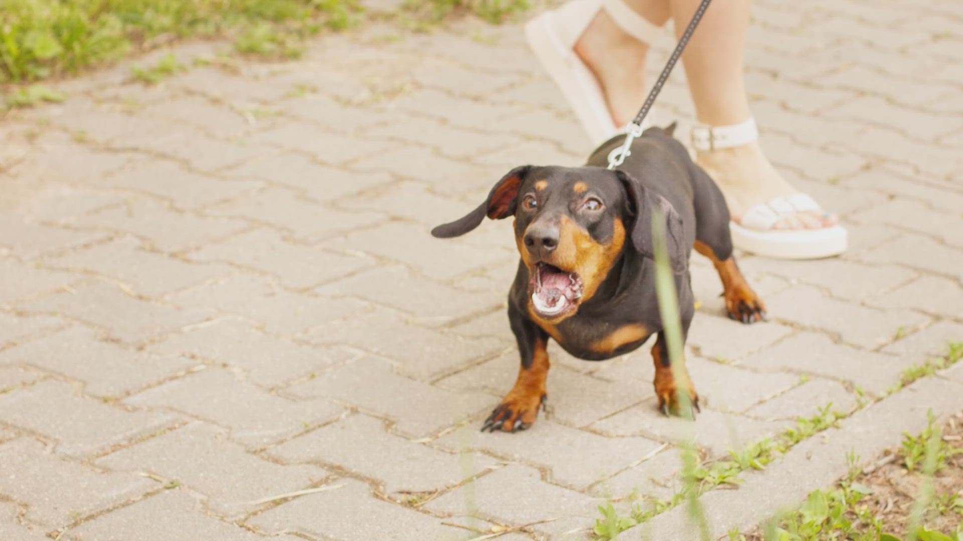 Reactivity is a dog's outward expression of frustration. It can be caused by fear or as trainers sometimes describe it: "frustrated greeter syndrome."