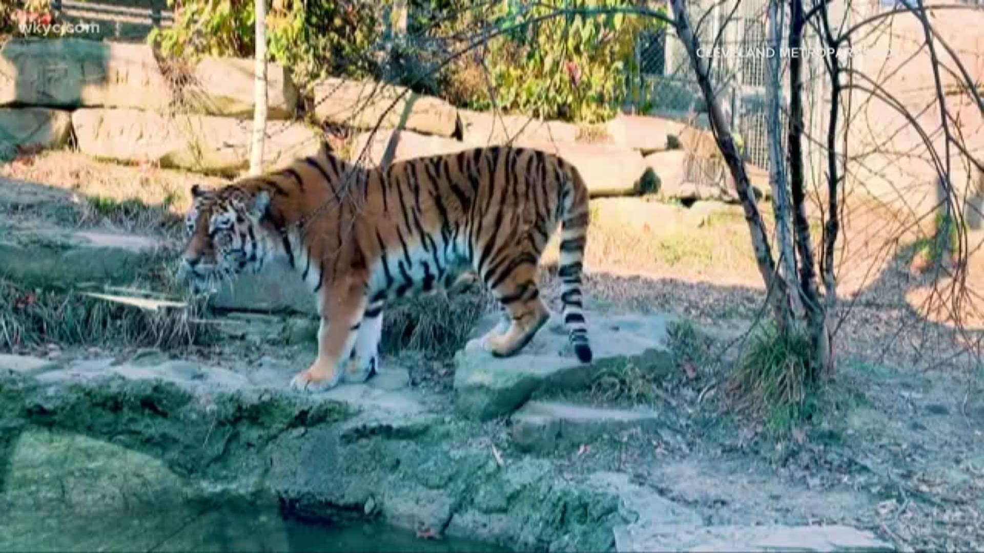 An Amur tiger named Zoya and two Mexican grey wolves are now at the zoo. Zoya came from a zoo in Denmark and will be gradually introduced to the zoo's other tigers.