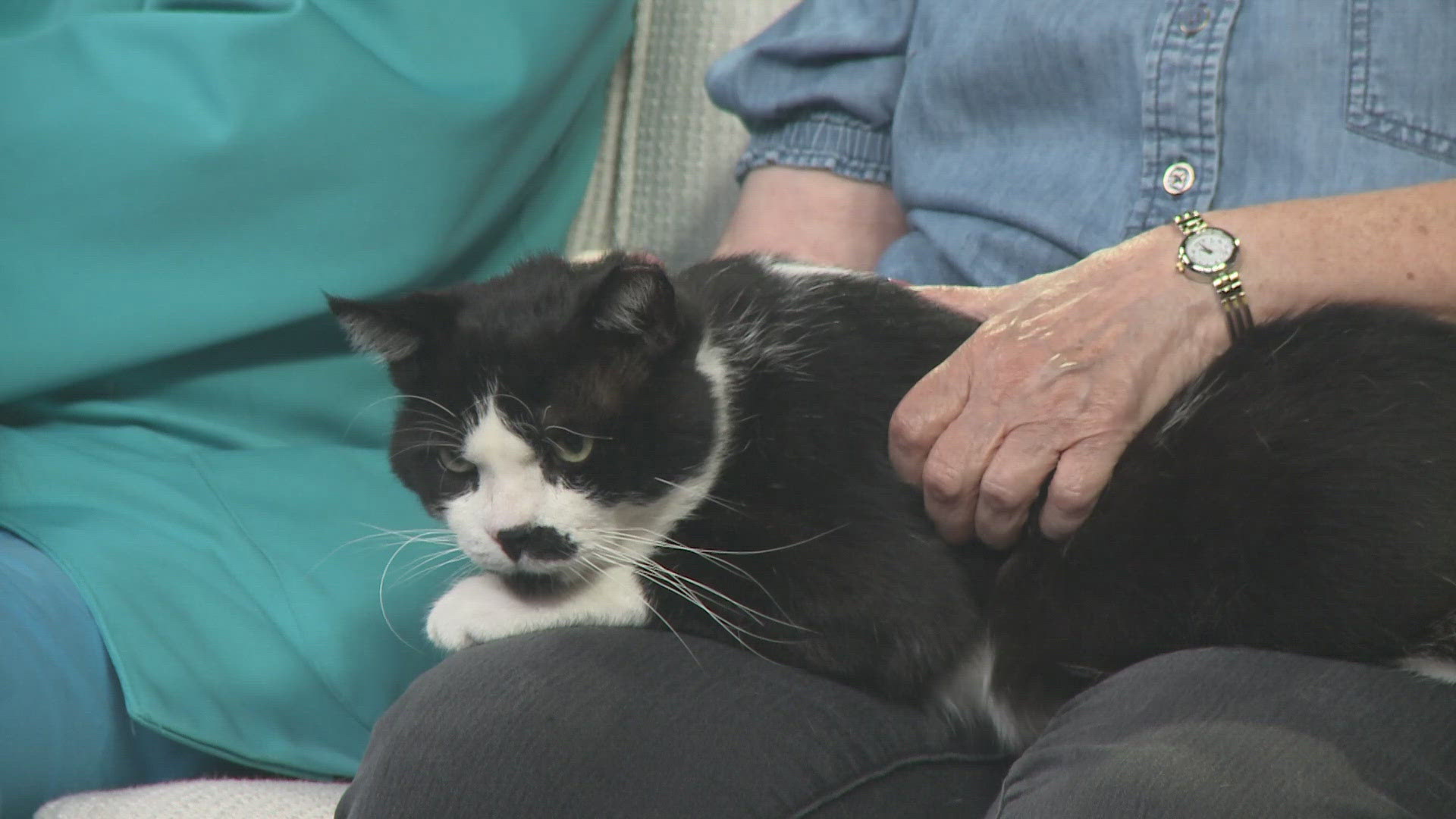Empty The Rescues Clear the Shelters 2025: Over 3,000 pets adopted from Northeast Ohio ...