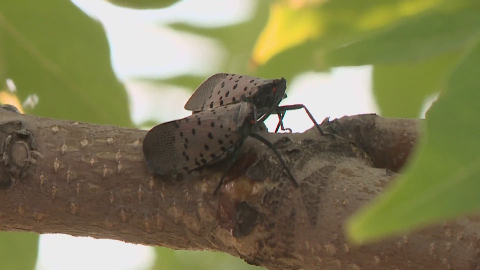 The non-native sap-sippers could damage Ohio agriculture, costing the state billions of dollars.