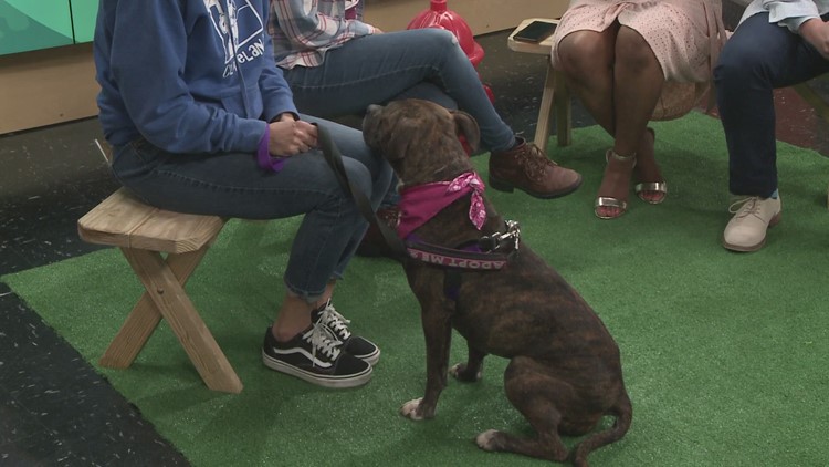 Ready Pet GO! Busy from City Dogs Cleveland visits 3News