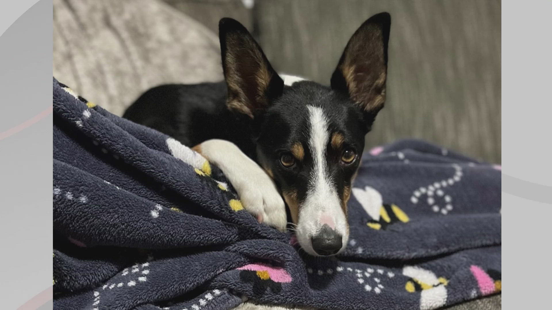 We’re introducing you to Lizzie for this edition of Doggone Weather on Wednesday, October 9, 2024. Thanks to her family from Mansfield for sending in the picture.