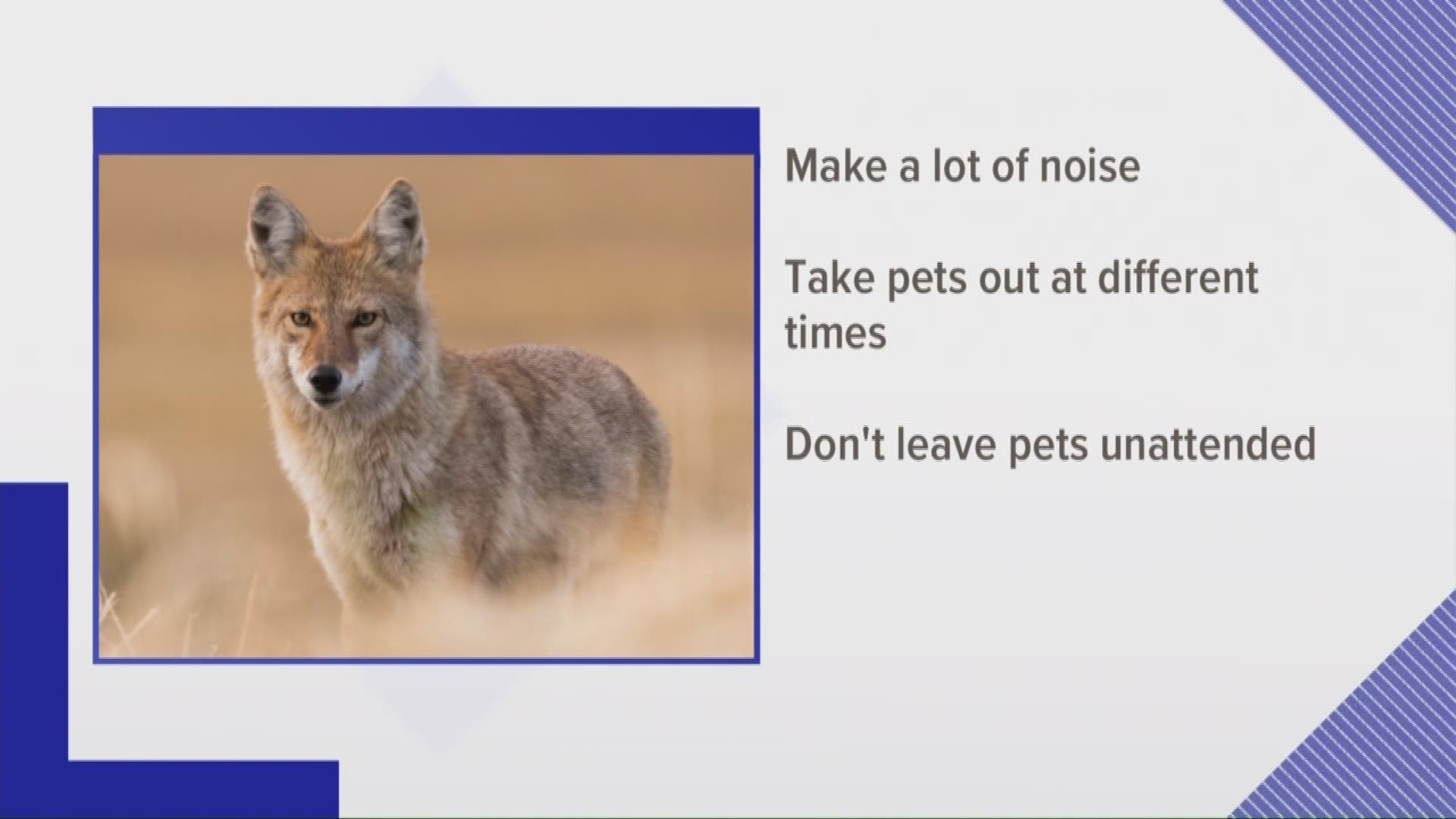 Coyote sightings on the rise