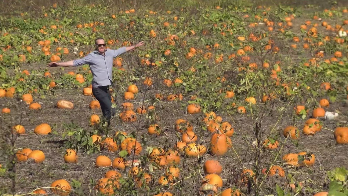 Lehner's Pumpkin Farm named best pumpkin patch in the US | wkyc.com