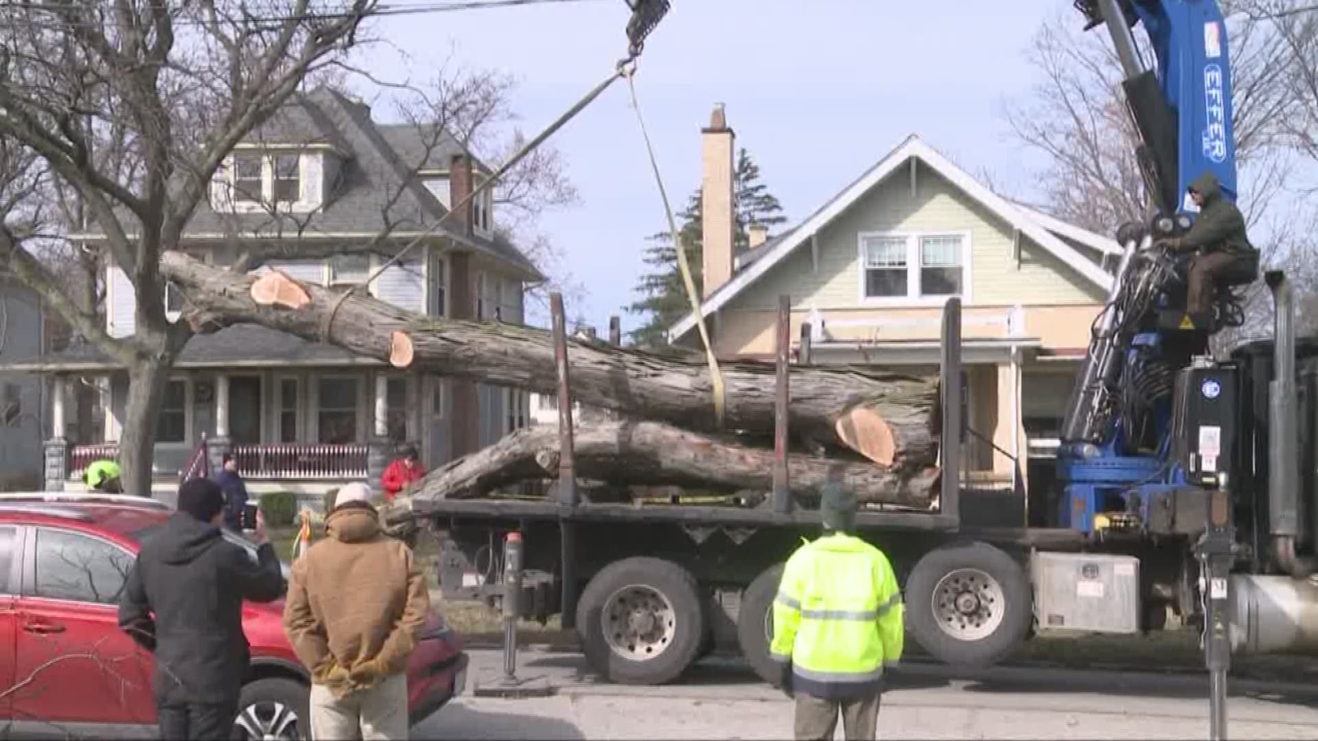 Moses Cleaveland tree cut down in Lakewood