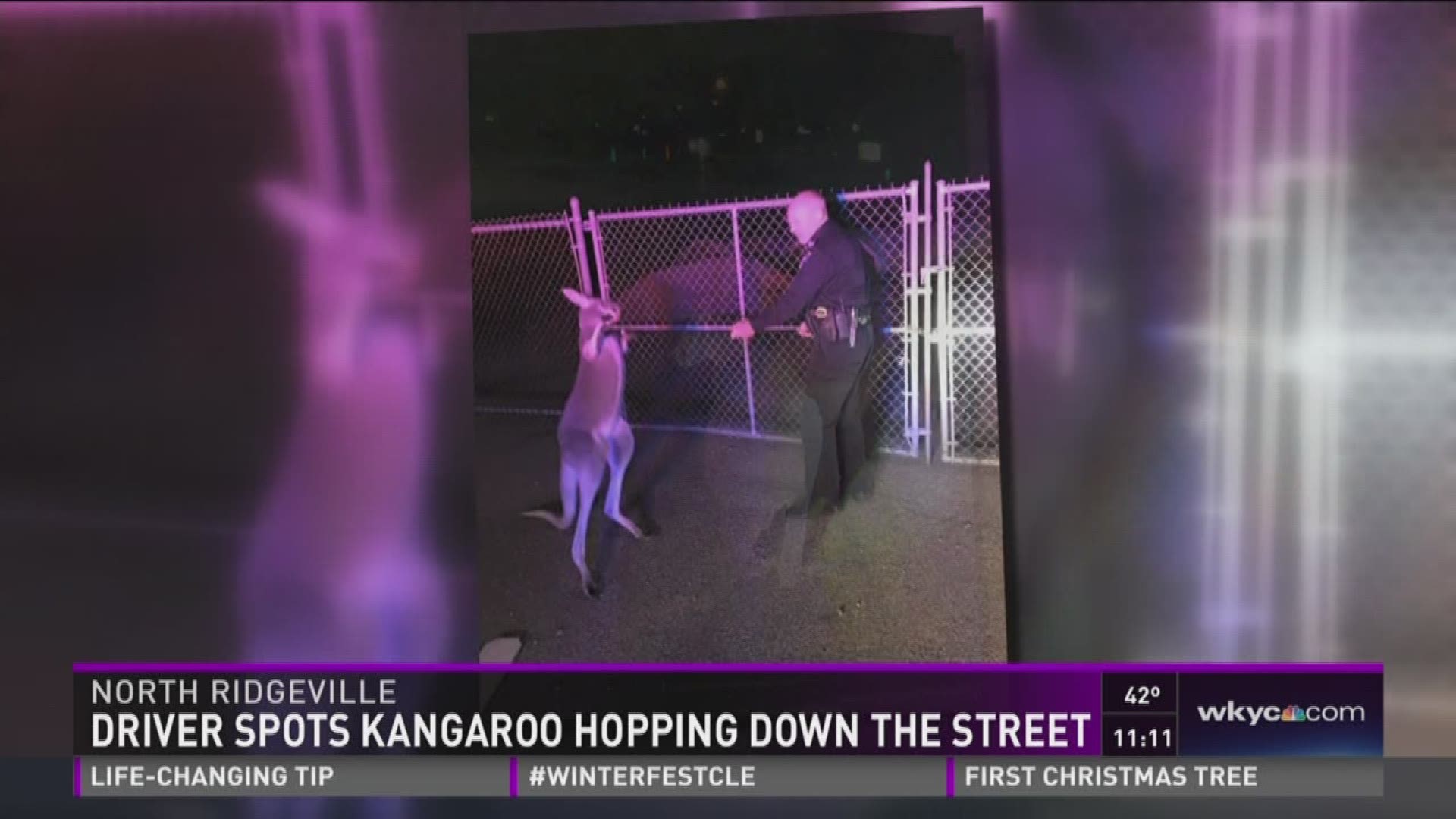 Foster the kangaroo escaped his pen and led officers on a pursuit down Lorain Road