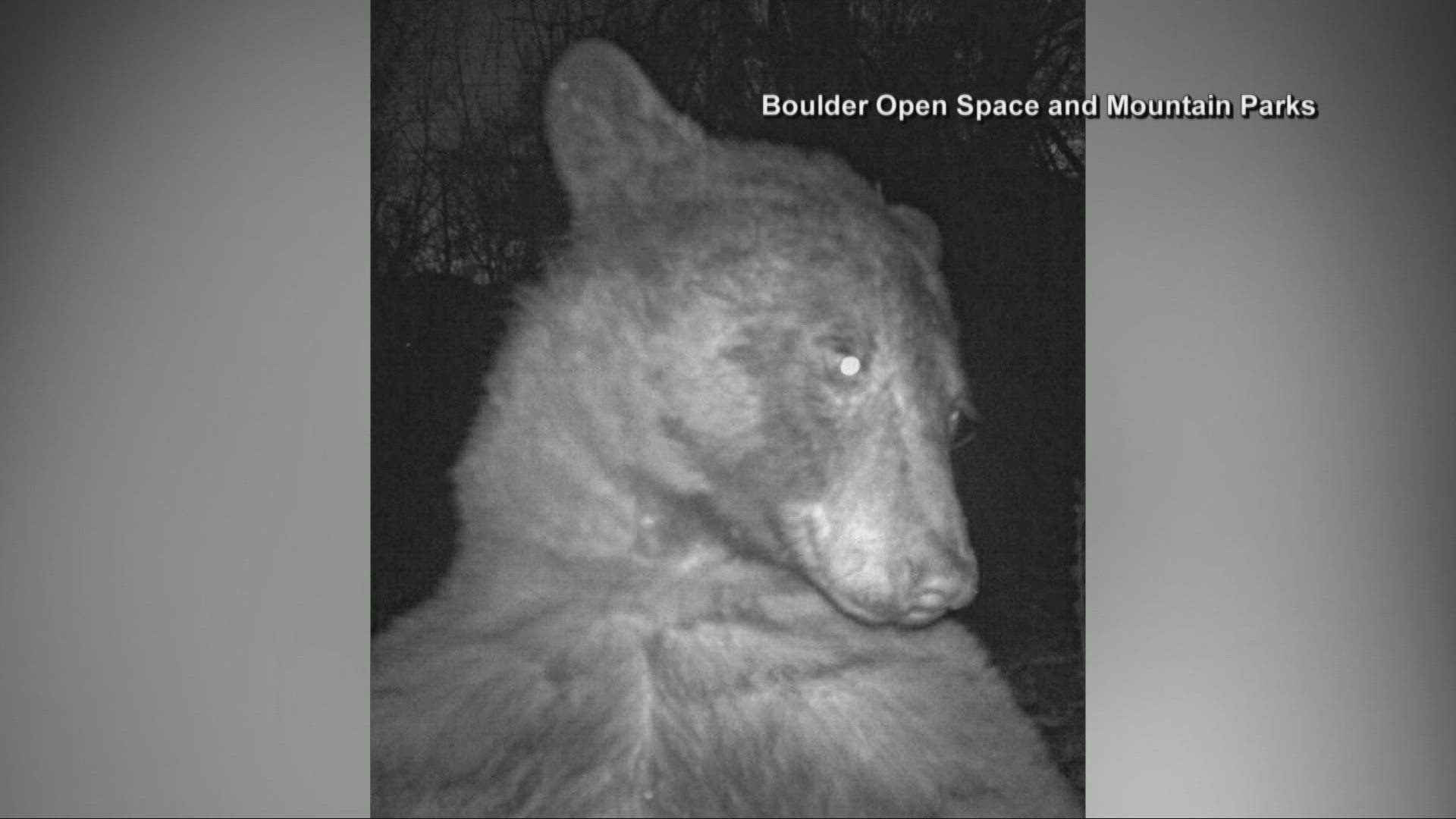 A bear in Boulder, Colorado, found a wildlife camera and posed for hundreds of photos.