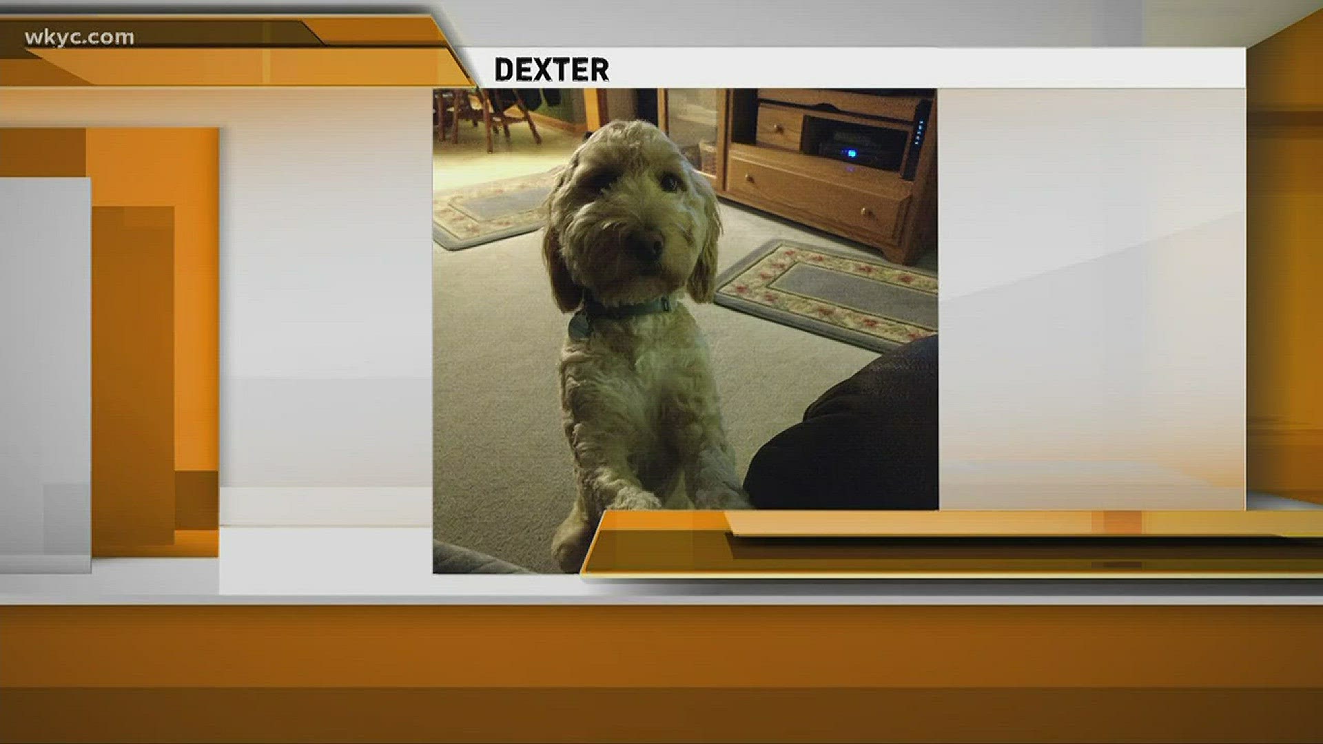 Doggone Weather: Dexter