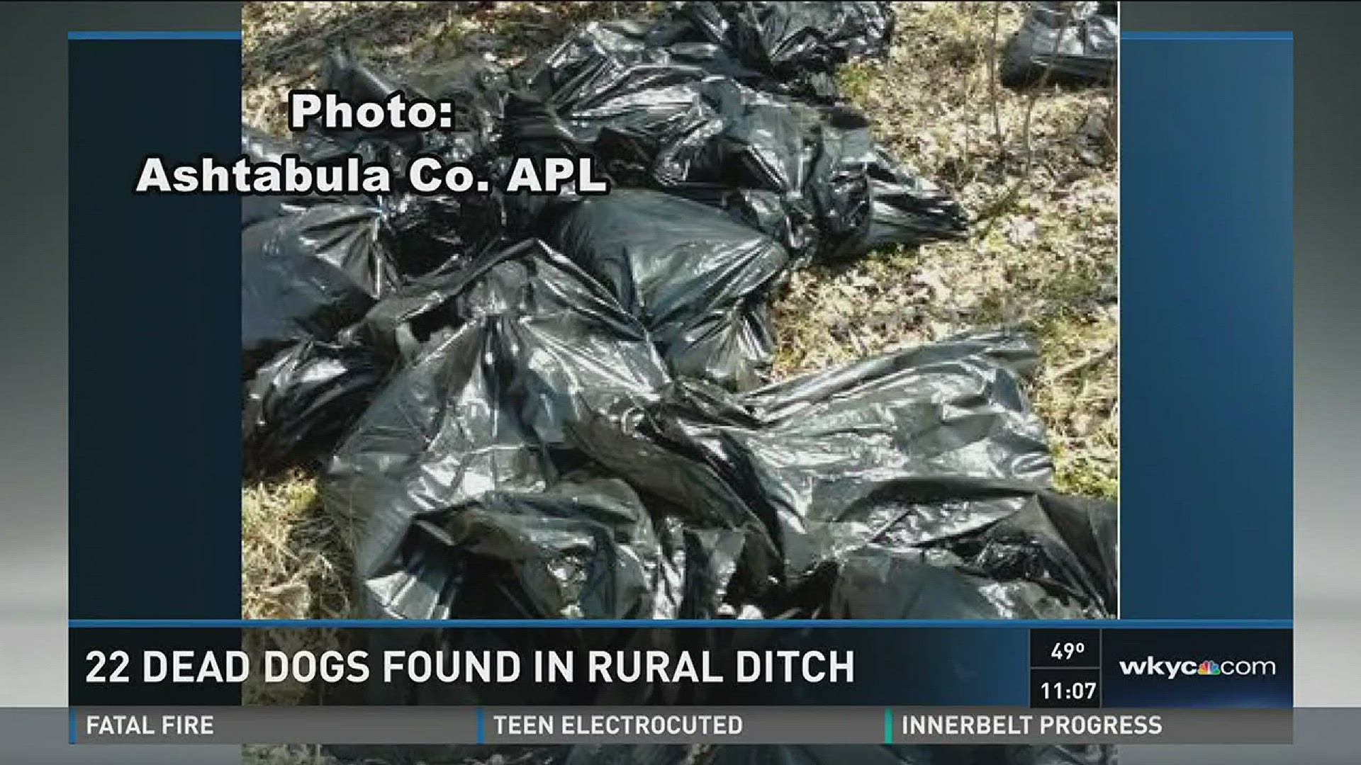 Twenty-two dead dogs were found left in a ditch in Cherry Valley on Monday afternoon.