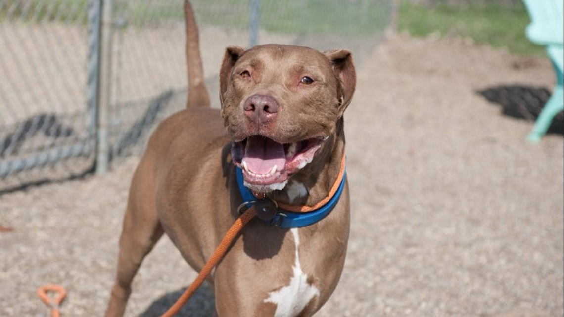 City of Cleveland kennel waiving adoption fees this weekend