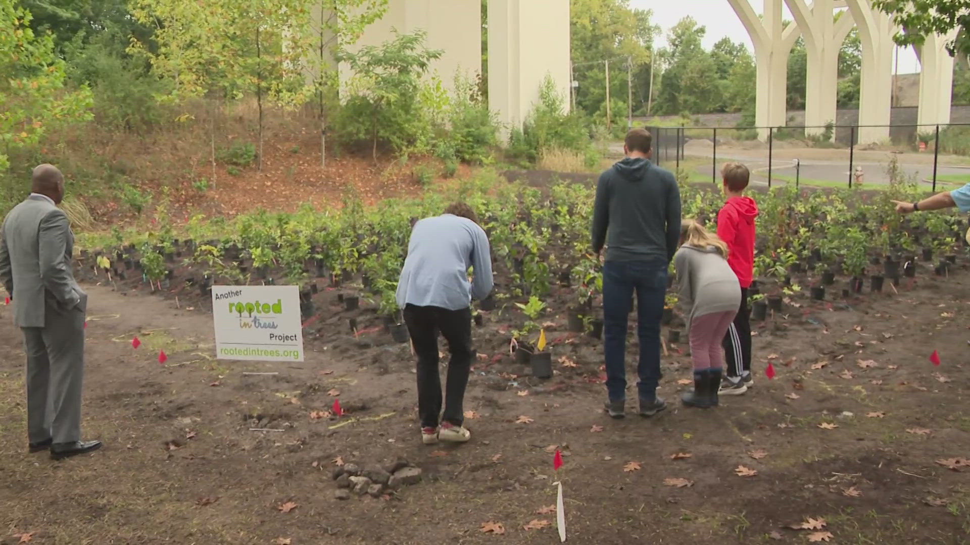 The mini forest, a small-scale, densely planted green space approximately the size of a tennis court, features 800 native trees and shrubs.