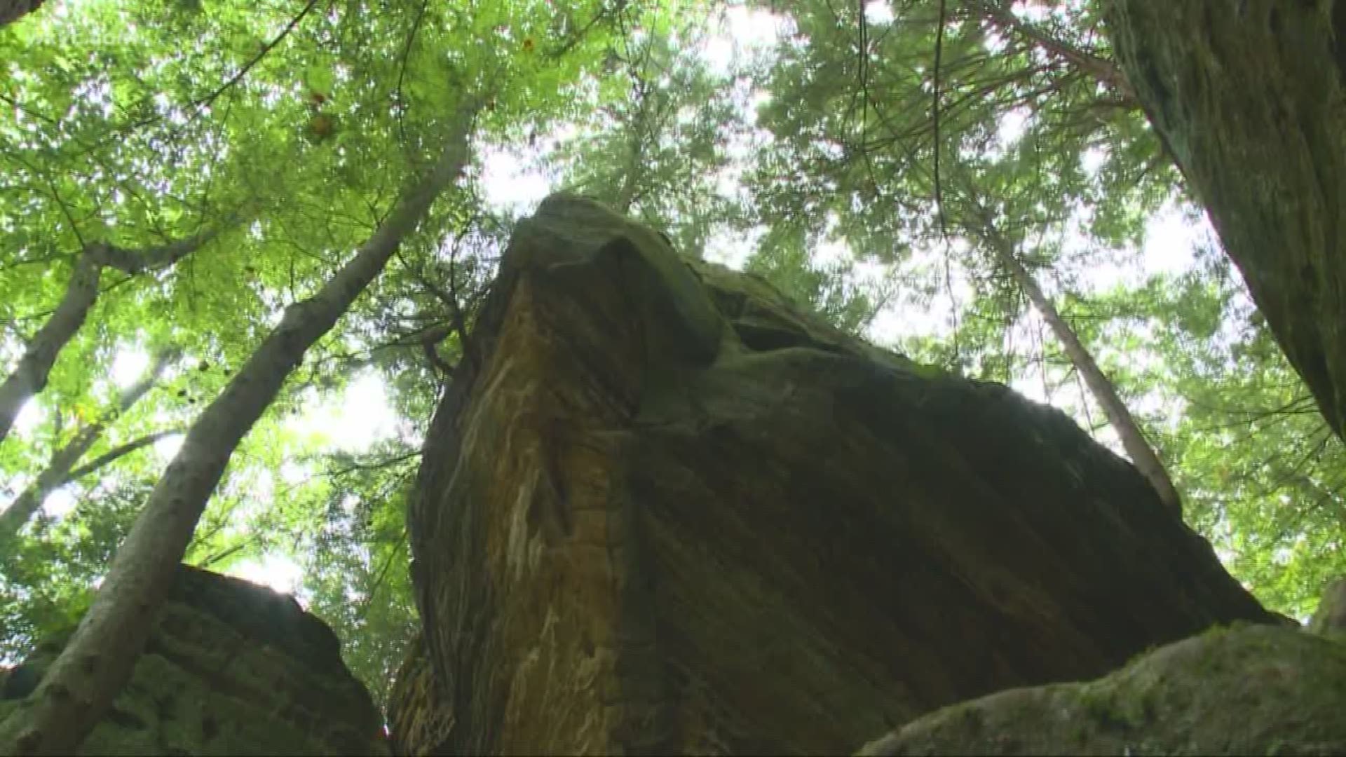 Sept. 3, 2019: The Ohio Department of Natural Resources says a woman was killed at Old Man’s Cave in Hocking Hills on Monday. ODNR says 44-year-old Victoria Schafer of Chillicothe was killed by a falling tree branch while on the stairs near the cave.