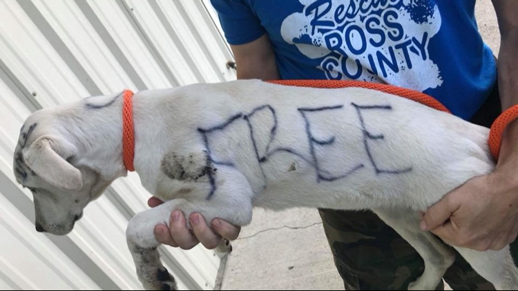 Puppy found with 'FREE' written on fur in permanent marker to be adopted out | wkyc.com