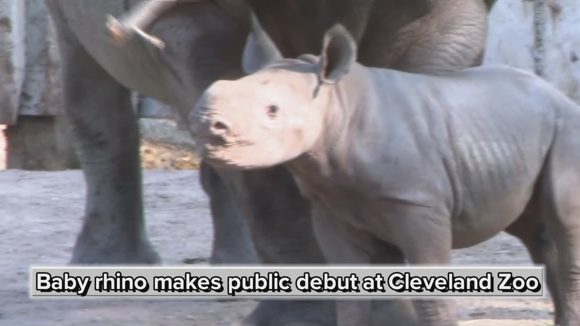 Baby rhino makes public debut at Cleveland Zoo: Here's how you can help choose her name