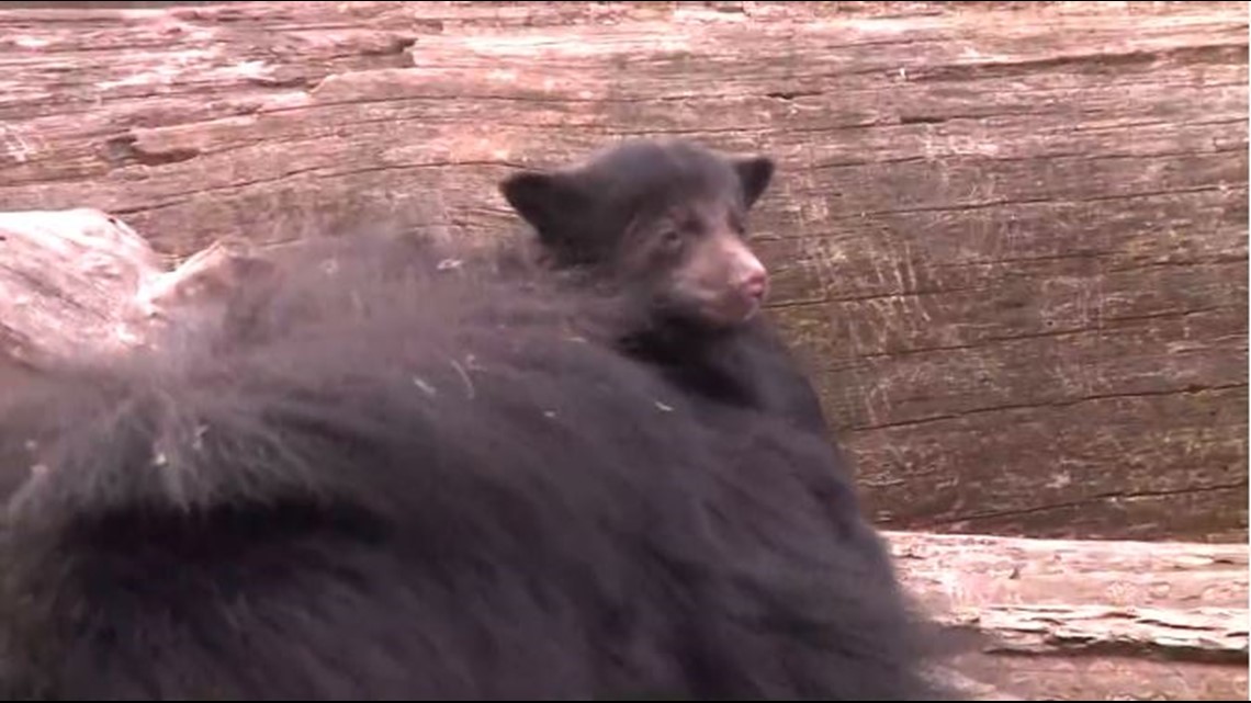 Cleveland Zoo announces naming contest for female sloth bear cub