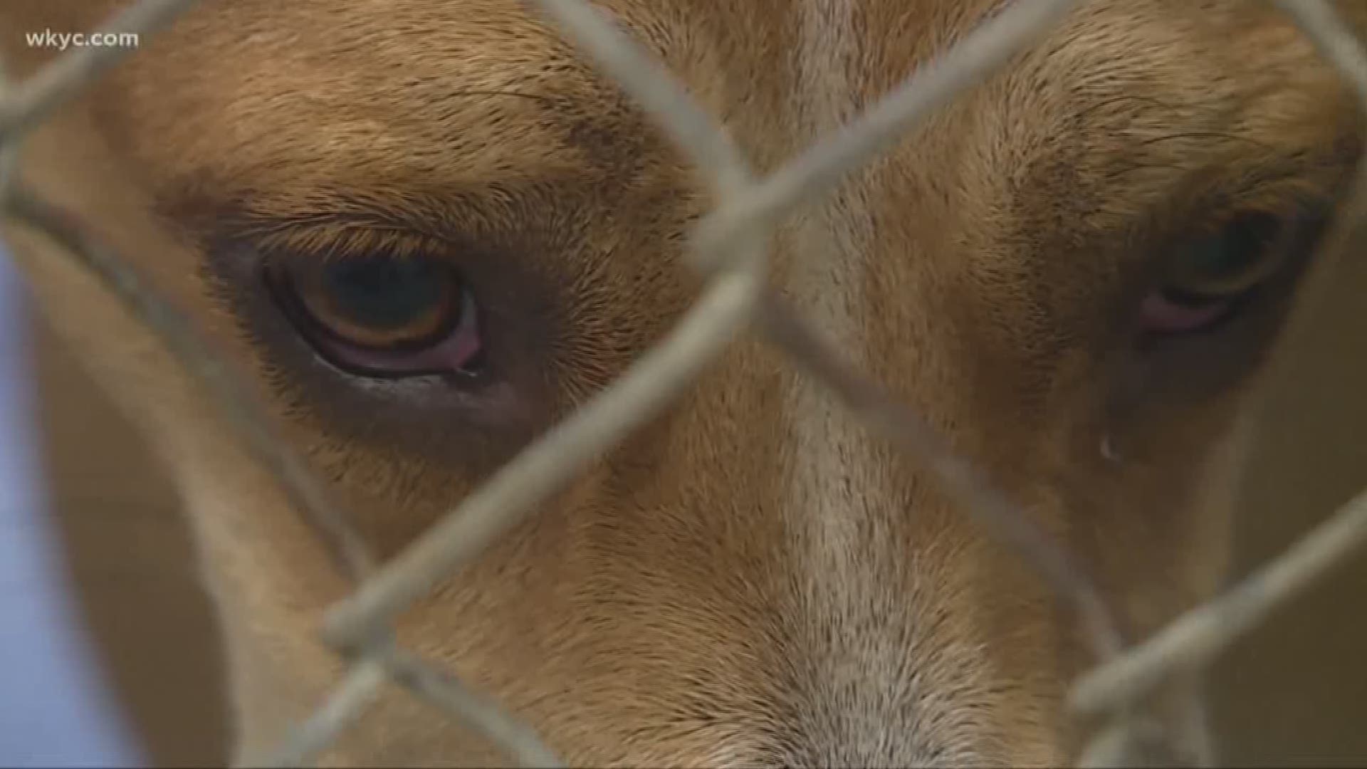 Out of room at Lorain County dog kennel