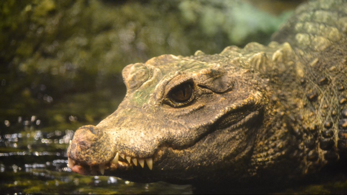 Cleveland Metroparks Zoo carries on The RainForest's legacy of