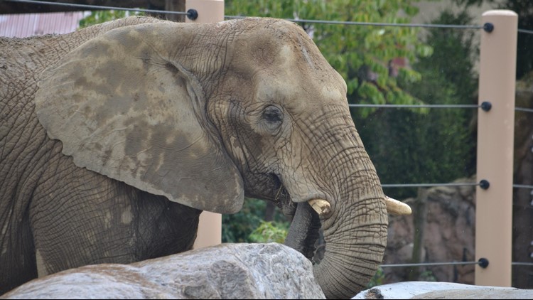 Halloween treat! Elephants at Cleveland Metroparks Zoo get 1,500-pound pumpkin