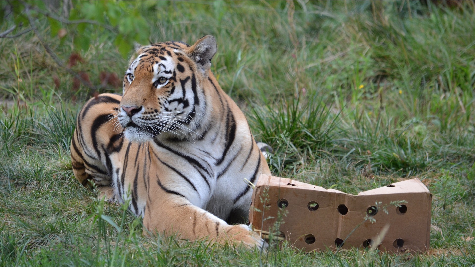 PHOTOS: Rosebrough Tiger Passage Showcases Cleveland Metroparks Zoo's ...