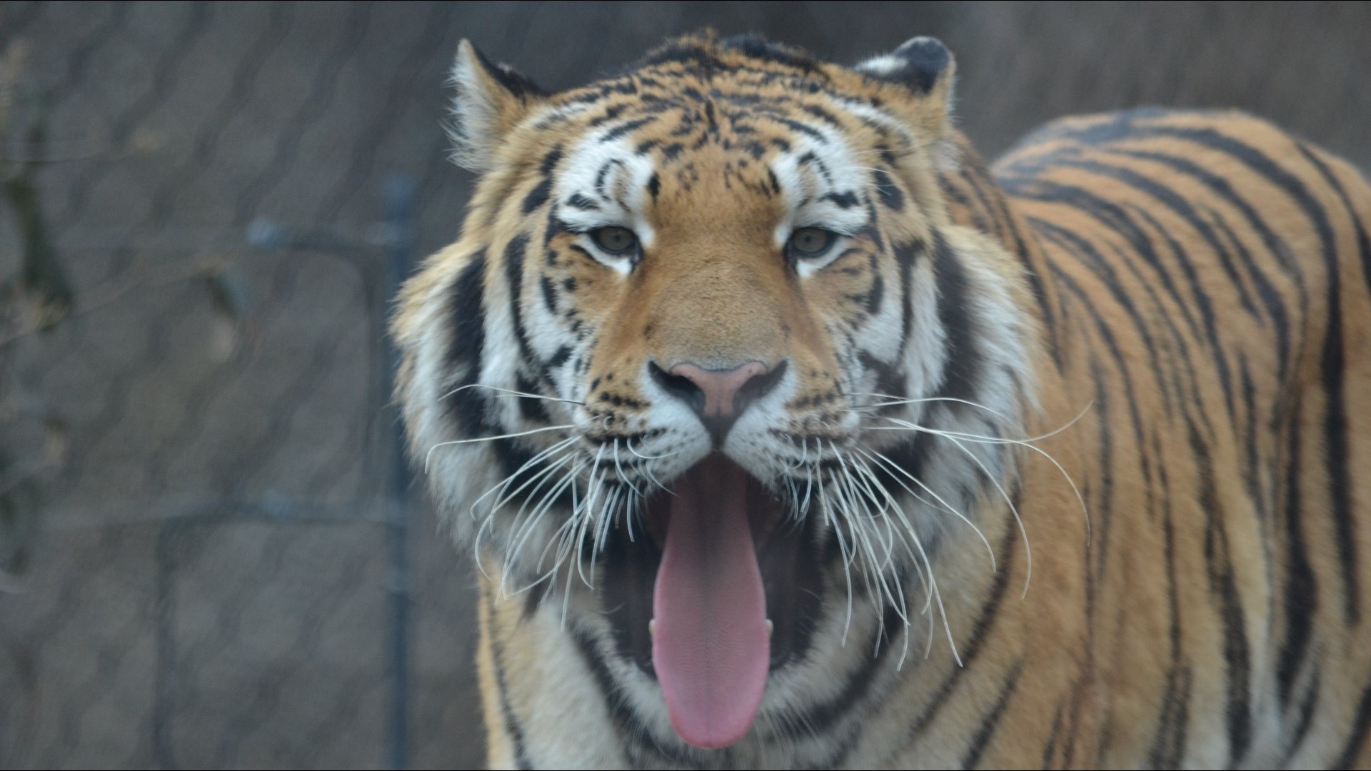 PHOTOS: Rosebrough Tiger Passage Showcases Cleveland Metroparks Zoo's ...