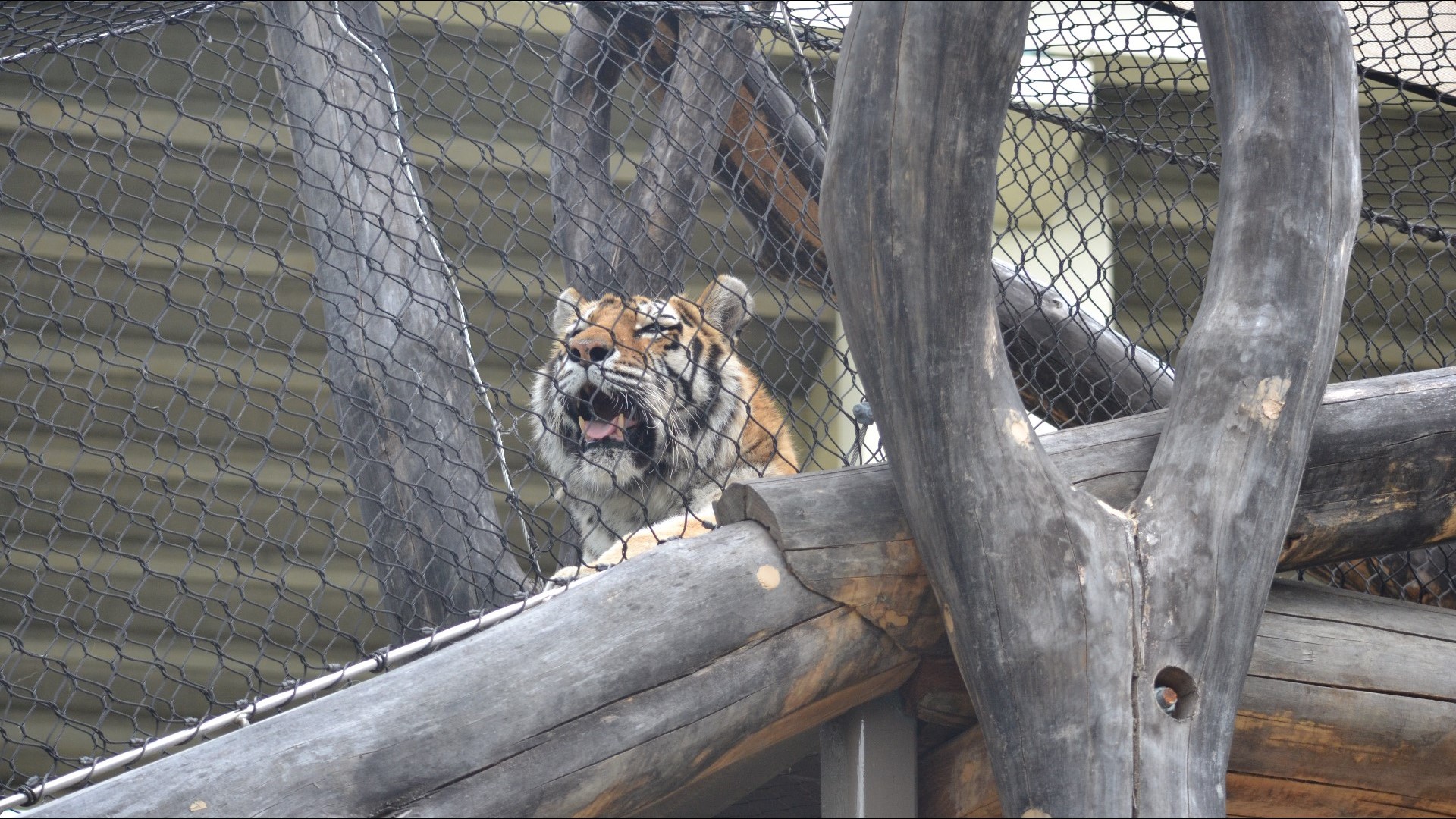 PHOTOS: Rosebrough Tiger Passage Showcases Cleveland Metroparks Zoo's ...