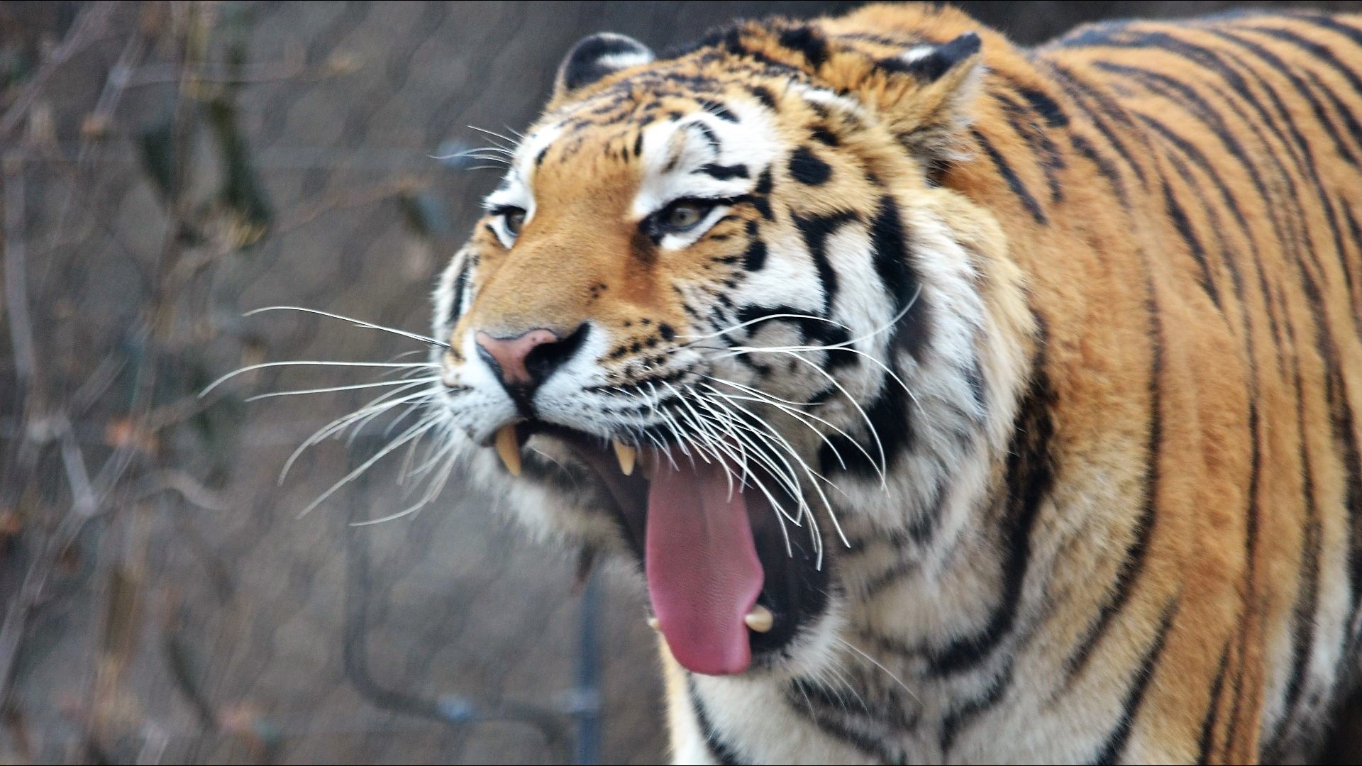 PHOTOS: Rosebrough Tiger Passage showcases Cleveland Metroparks Zoo's ...