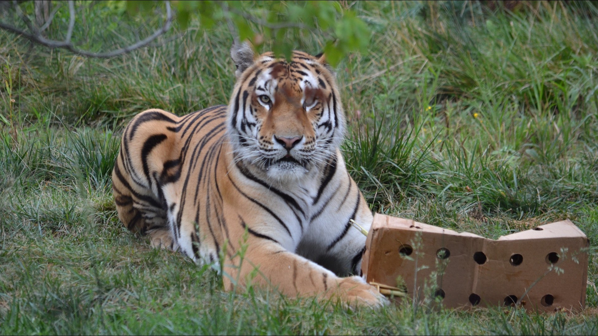 PHOTOS: Rosebrough Tiger Passage Showcases Cleveland Metroparks Zoo's ...